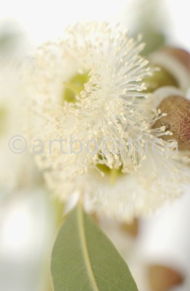Eukalyptus-Eucalyptus-globulus-2