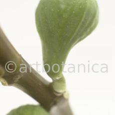 Feige-Ficus-carica-6