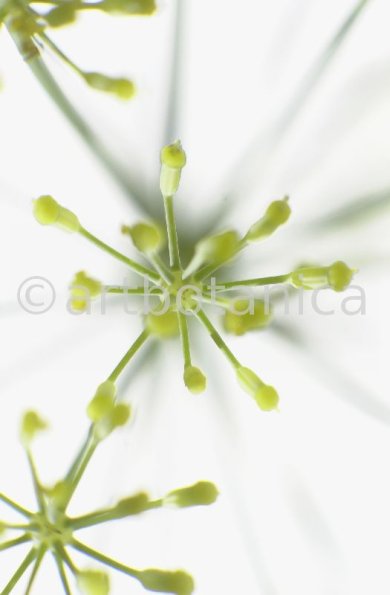 Fenchel- Foeniculum vulgare-15