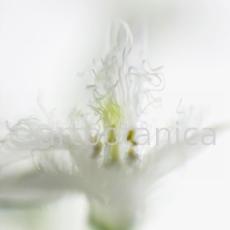 Fieberklee-Menyanthes-trifoliata-5