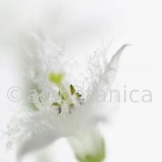 Fieberklee-Menyanthes-trifoliata-9
