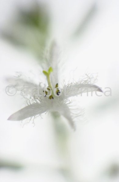Fieberklee-Menyanthes-trifoliata-7