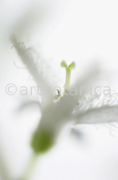 Fieberklee-Menyanthes-trifoliata-1