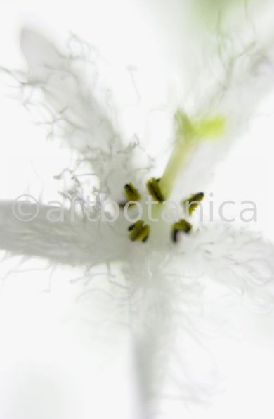 Fieberklee-Menyanthes-trifoliata-2