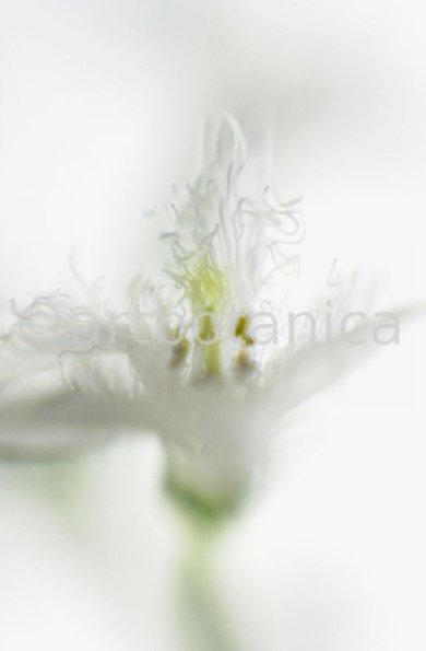 Fieberklee-Menyanthes-trifoliata-5