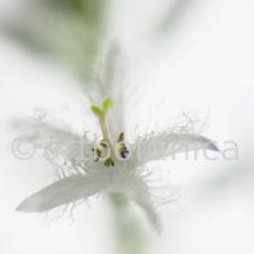 Fieberklee-Menyanthes-trifoliata-7