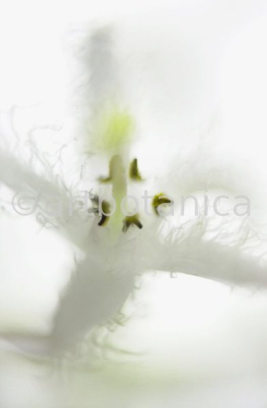 Fieberklee-Menyanthes-trifoliata-6