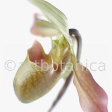 Frauenschuh- Cypripedium calceolus-4