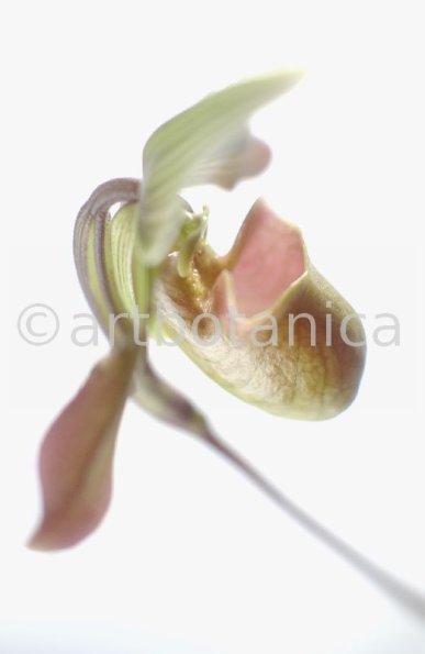 Frauenschuh- Cypripedium calceolus-9