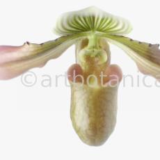 Frauenschuh- Cypripedium calceolus-7