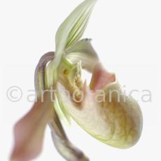 Frauenschuh- Cypripedium calceolus-6