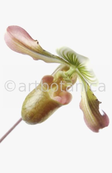 Frauenschuh- Cypripedium calceolus-17
