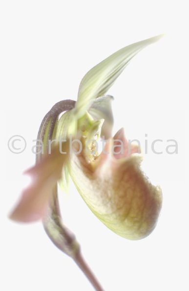 Frauenschuh- Cypripedium calceolus-10