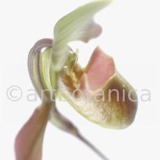 Frauenschuh- Cypripedium calceolus-9