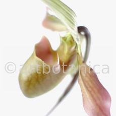 Frauenschuh- Cypripedium calceolus-3