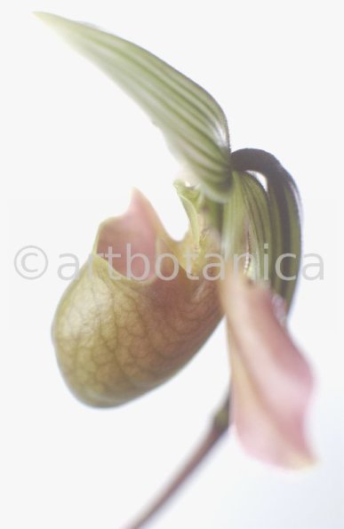 Frauenschuh- Cypripedium calceolus-8