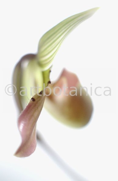 Frauenschuh- Cypripedium calceolus-11