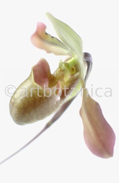 Frauenschuh- Cypripedium calceolus-13
