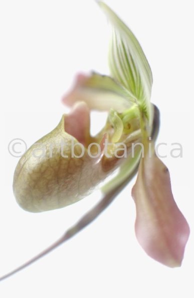 Frauenschuh- Cypripedium calceolus-12