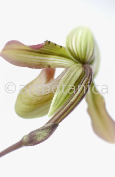 Frauenschuh- Cypripedium calceolus-5