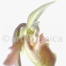Frauenschuh- Cypripedium calceolus-10