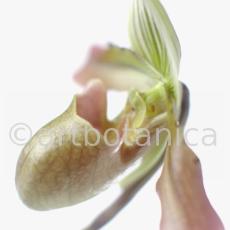 Frauenschuh- Cypripedium calceolus-12