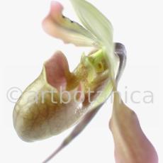 Frauenschuh- Cypripedium calceolus-13