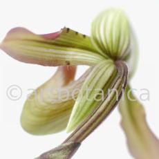 Frauenschuh- Cypripedium calceolus-5