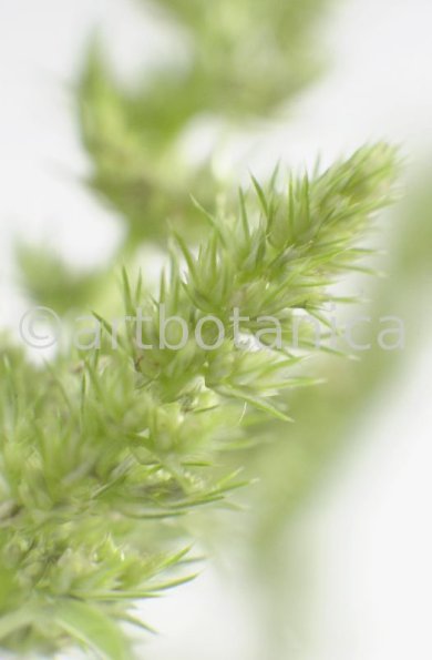 Fuchsschwanz-Amaranthus-hypochondriacus-6