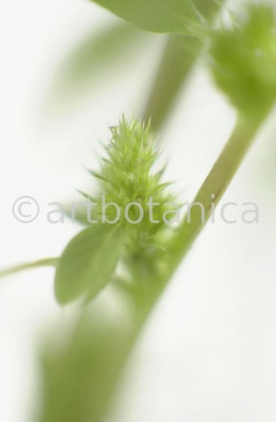Fuchsschwanz-Amaranthus-hypochondriacus-2