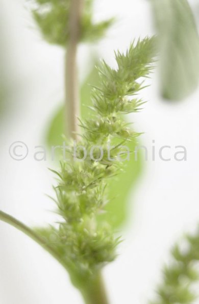 Fuchsschwanz-Amaranthus-hypochondriacus-10