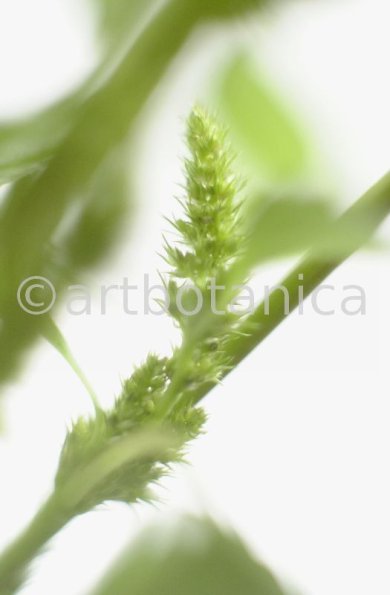 Fuchsschwanz-Amaranthus-hypochondriacus-4