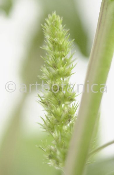 Fuchsschwanz-Amaranthus-hypochondriacus-11