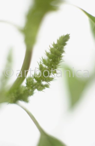 Fuchsschwanz-Amaranthus-hypochondriacus-9