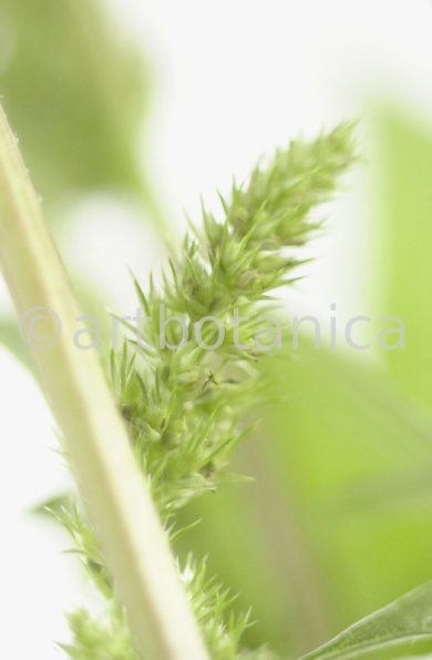 Fuchsschwanz-Amaranthus-hypochondriacus-12