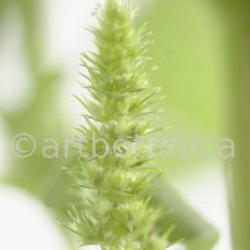Fuchsschwanz-Amaranthus-hypochondriacus-13