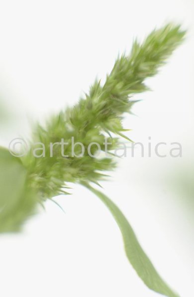 Fuchsschwanz-Amaranthus-hypochondriacus-3