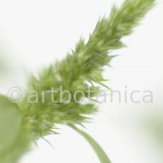 Fuchsschwanz-Amaranthus-hypochondriacus-3