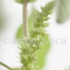 Fuchsschwanz-Amaranthus-hypochondriacus-10