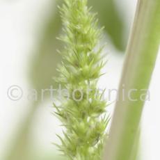 Fuchsschwanz-Amaranthus-hypochondriacus-11