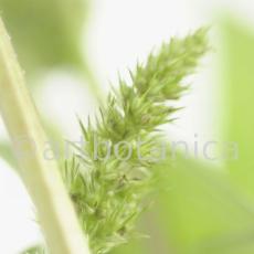 Fuchsschwanz-Amaranthus-hypochondriacus-12