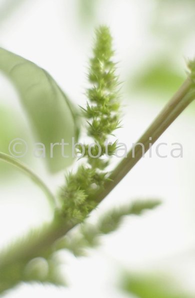 Fuchsschwanz-Amaranthus-hypochondriacus-1