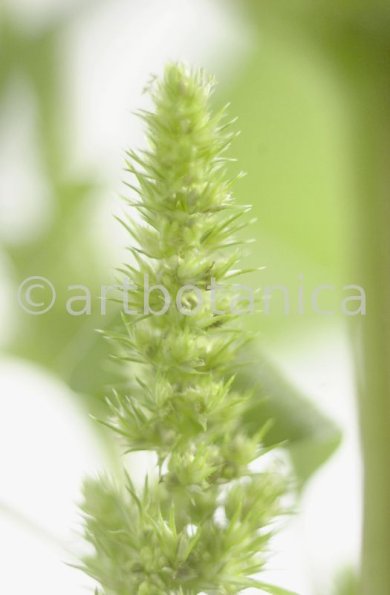 Fuchsschwanz-Amaranthus-hypochondriacus-13