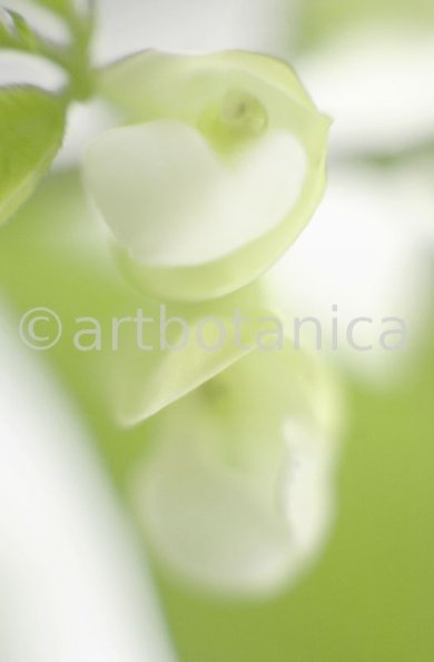 Gartenbohne-Phaseolus-vulgaris-12
