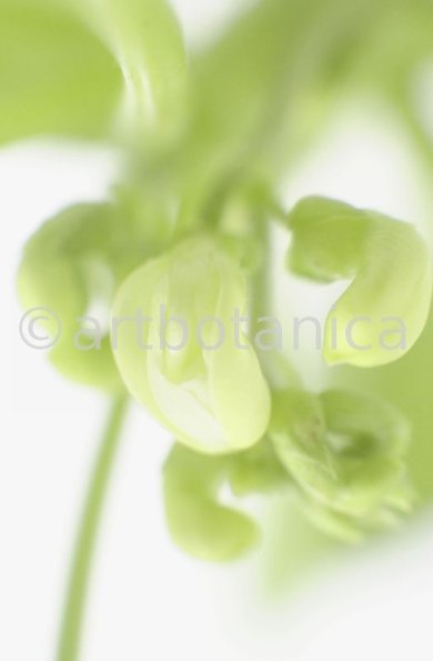 Gartenbohne-Phaseolus-vulgaris-7