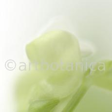 Gartenbohne-Phaseolus-vulgaris-9