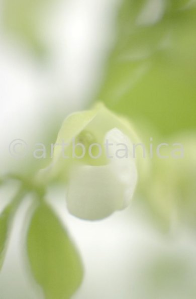 Gartenbohne-Phaseolus-vulgaris-11