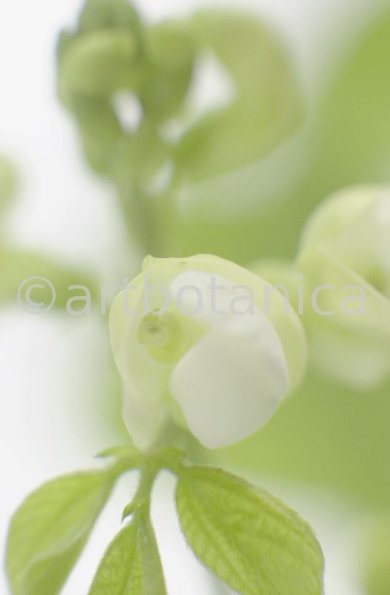 Gartenbohne-Phaseolus-vulgaris-5