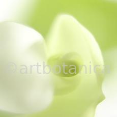 Gartenbohne-Phaseolus-vulgaris-14