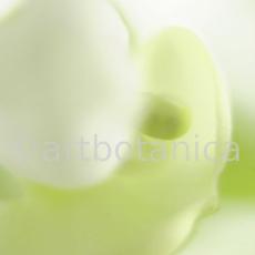 Gartenbohne-Phaseolus-vulgaris-13